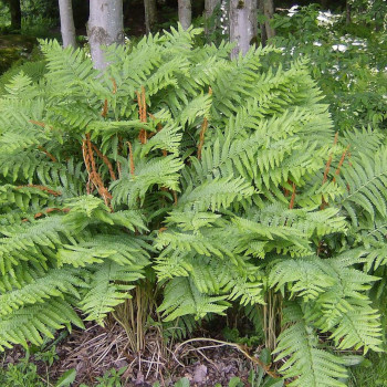 Cinnamon fern – Green Mountain Natives