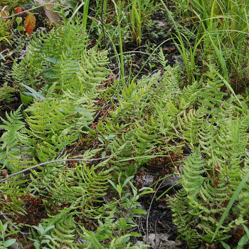 Marsh fern – Green Mountain Natives