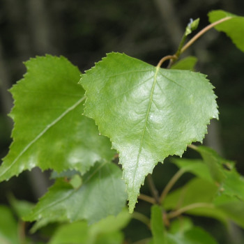 Gray birch – Green Mountain Natives